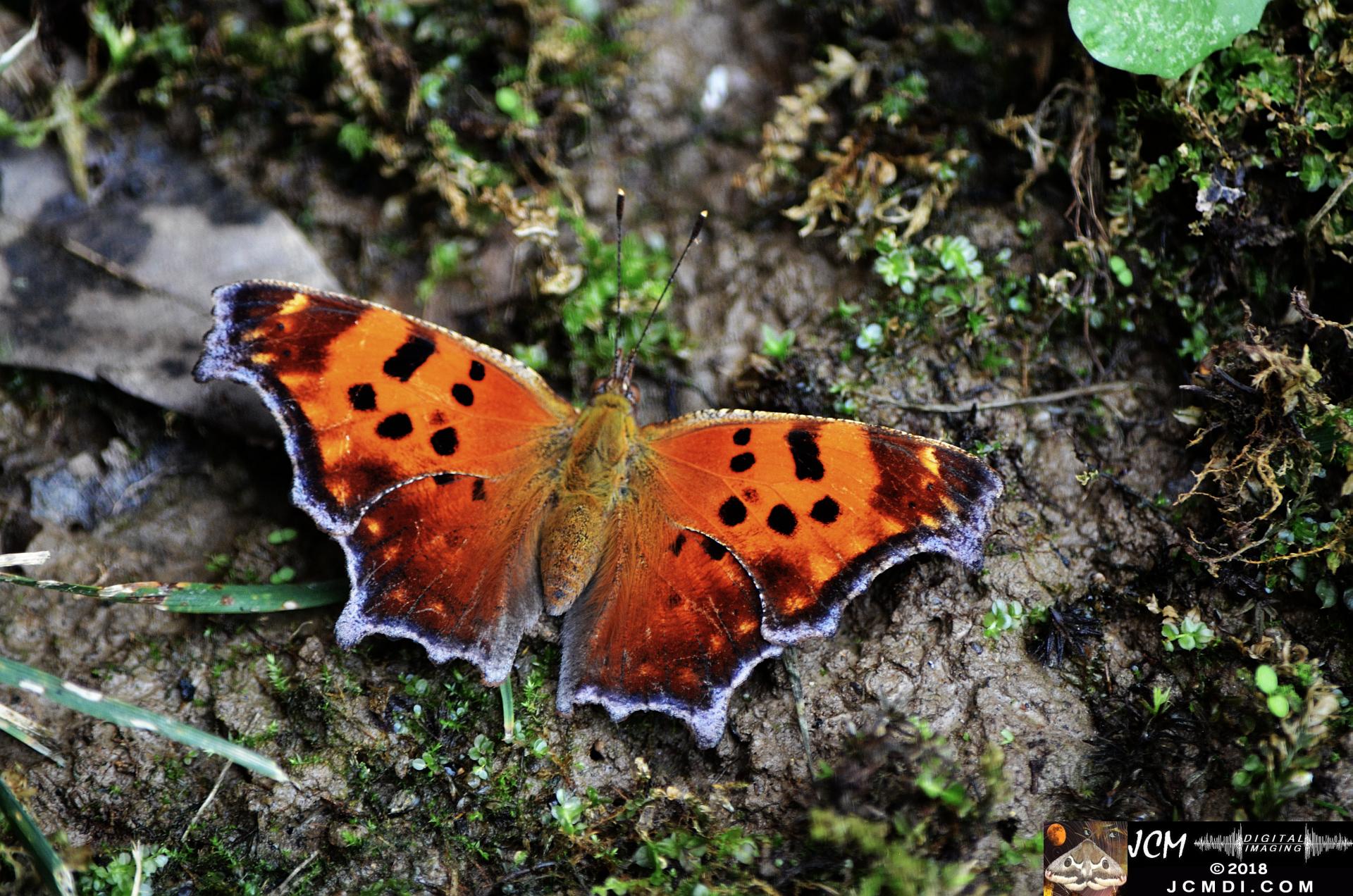 Question Mark Butterfly on mud (wings open) (Nikon D5100)
